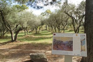 Van Gogh tour in Saint-Rémy
