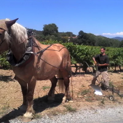 Tour to Saint-Tropez – 8 hours