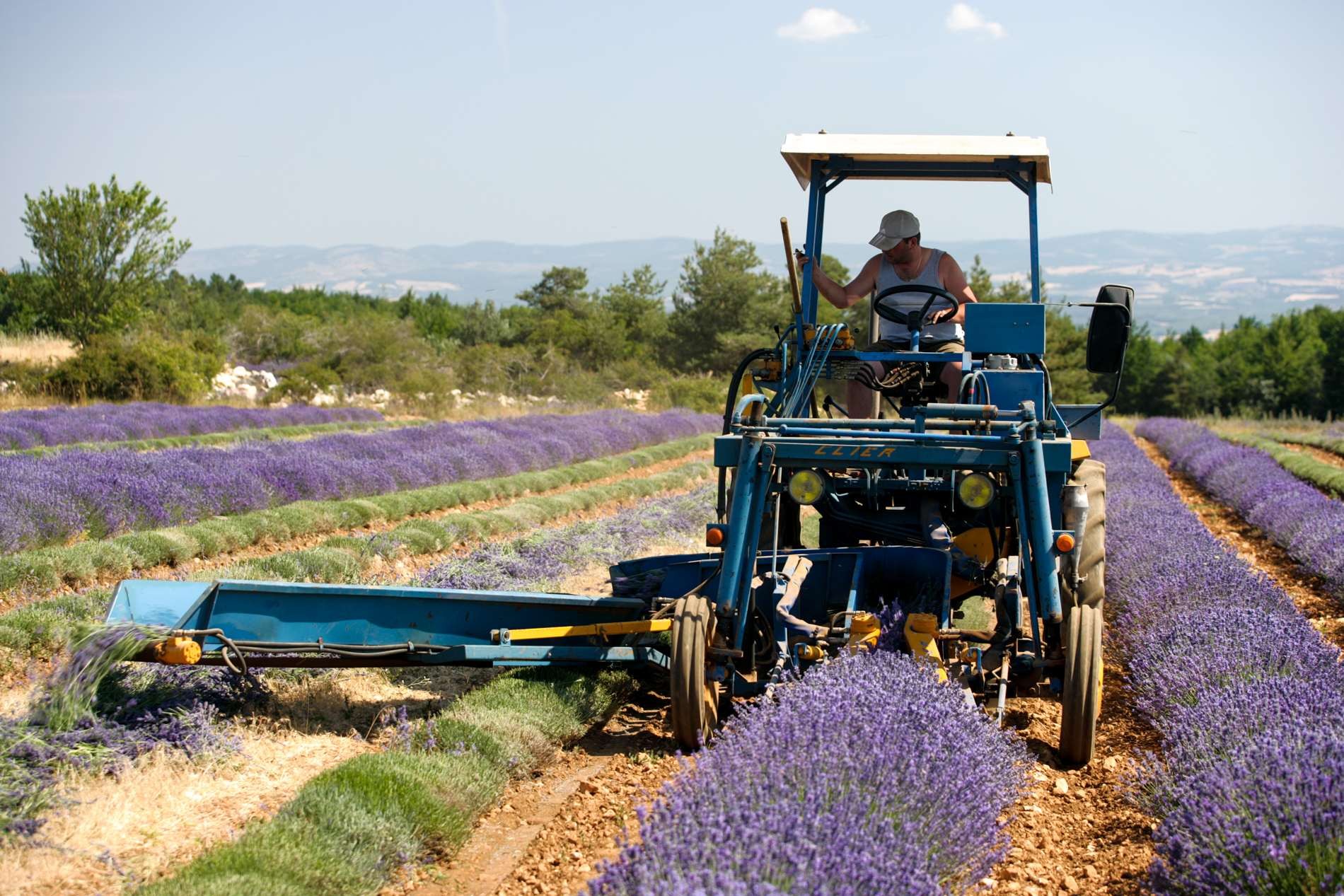 Lawendowa wycieczka po Valensole