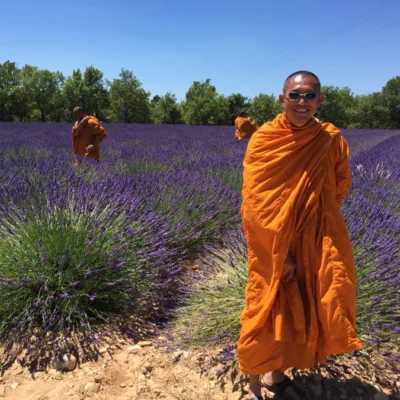Lavender tour in Valensole – 8 hours