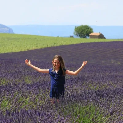 Lavender tour in Valensole – 8 hours