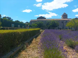 Tour guide in Saint-Rémy-de-Provence, Romain Bouchaud, Van Gogh Tour