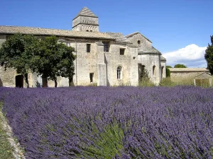 Guided tour in Saint-Rémy-de-Provence