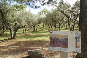 Tour to Saint-Rémy-de-Provence
