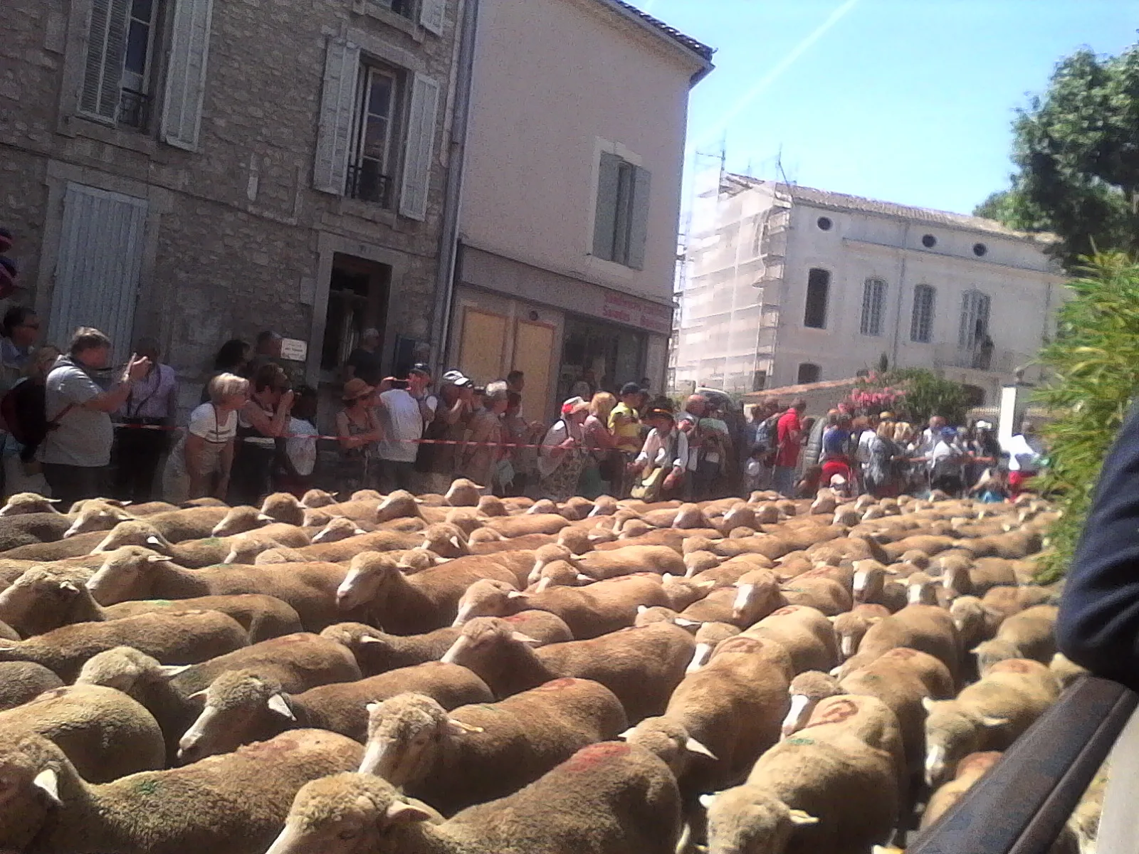 Guided tour in Saint-Rémy-de-Provence, Romain Bouchaud