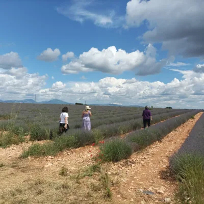 Lavender tour in Valensole – 8 hours