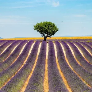 Valensole