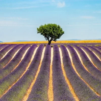 Valensole