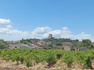 Wine tour in Châteauneuf-du-Pape, Romain Bouchaud