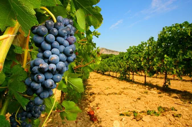 Wine tour in Châteauneuf-du-Pape