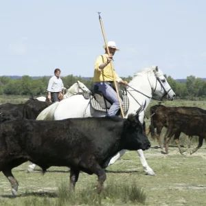 Tour privato in Camargue – 8 ore