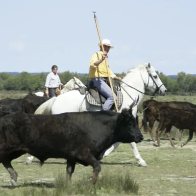 Private tour in Camargue – 8 hours