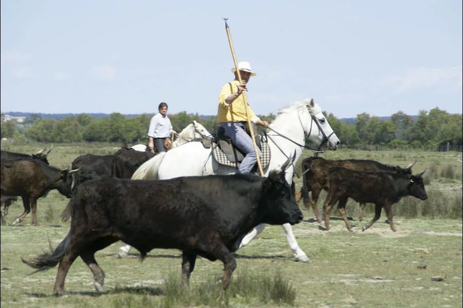 Private tour in Camargue