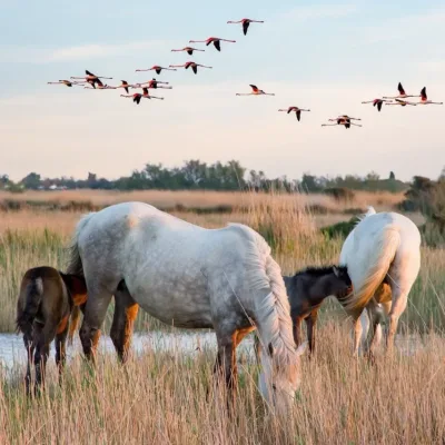 Private tour in Camargue