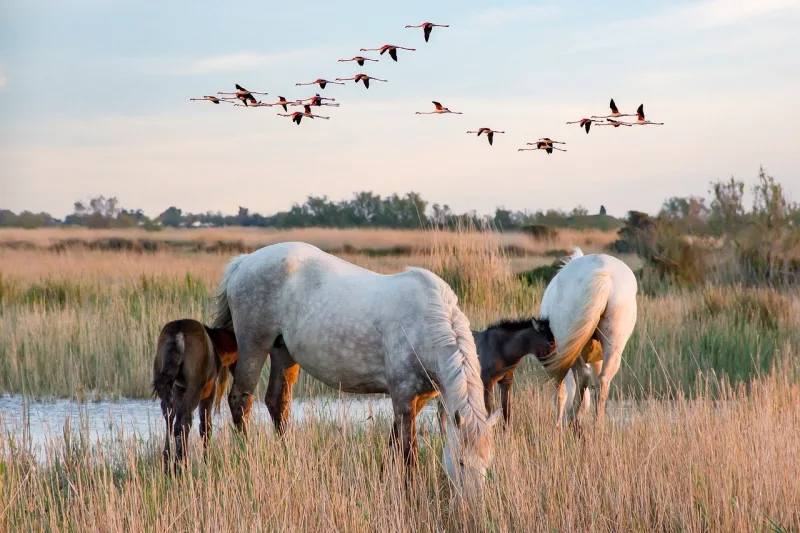 Privat rundtur i Camargue