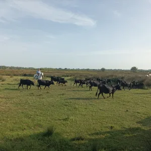Private tour in Camargue, Romain Bouchaud