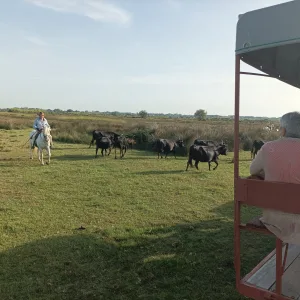 Private tour in Camargue, Romain Bouchaud